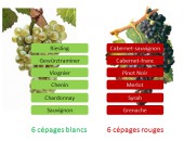 10 cépages exceptionnels